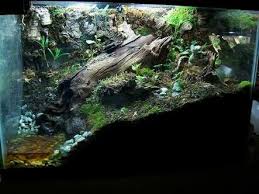 Riverbank Vivarium Vivarium Animals Care Snake Enclosure