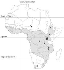 Image result for Exochaenium