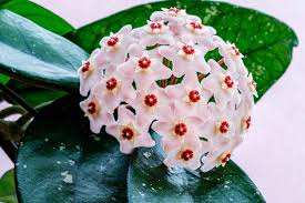 Image result for hoya plant flower