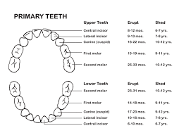 Dental Resources Kirkland Childrens Dentistry
