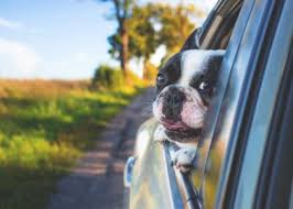 Dog Vet Services From Veterinarians Who Really Care