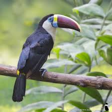 Nature And More Beautiful Birds Animals Zoo Project