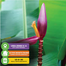 Image result for Musa sp. (Ornamental bananas)