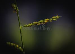 Image result for Paspalum scrobiculatum