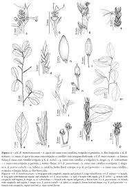 Image result for Nectaropetalum carvalhoi