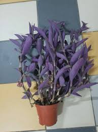 The blooms are pretty in themselves, ranging from a violet to a pink, but the stems and leaves are. Purple Heart Plant Tradescantia Pallida Furniture Home Living Gardening Plants Seeds On Carousell