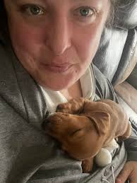 Introduction to a new Dachshund puppy