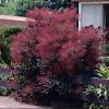 A dwarf form of the beloved royal purple' cultivar, perfectly proportioned for smaller gardens. 1