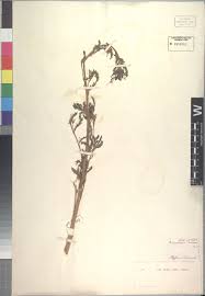 Image result for Aeschynomene schimperi