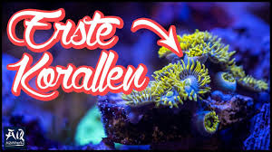 Da korallen meistens am meeresboden festgewachsen sind, gerät man leicht in versuchung, sie für pflanzen zu halten. Einsteiger Korallen Fur Meerwasser Aquarium Aquaowner Youtube