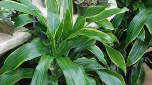 Jul 04, 2012 · for sufficient pollination, plan your plot right. Care Of Indoor Corn Plant Draceana Fragrans Melinda Myers