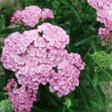 Yarrow Plants For Sale Yarrow Plant Achillea Achillea Millefolium