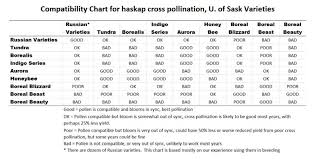 Cherry pollination chart pollination chart, how to plant corn in your vegetable garden, fruit tree pollination charts apple plum cherry pear, seed pollination chart 1 gardening pinterest, 1000 images about pollination on pinterest fruit trees. Honeyberry Haskap And Other Cold Hardy Fruit Trees