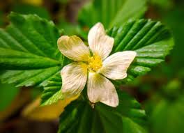 Image result for Malvastrum coromandelianum