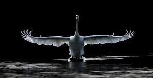 In addition, there is a species known as the cosc. Can New Identity Solution Swan Scare Off Google S Floc Videoweek