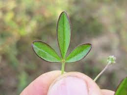 Image result for Lotononis bainesii