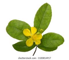 Image result for Ochna atropurpurea