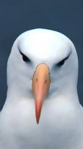Animal Albatross Birds Seabirds Mobile Wallpaper Animals Albatross Sea Birds