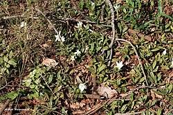 Image result for Leptactina benguelensis