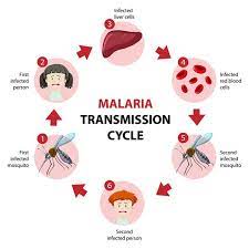 Malaria is a disease caused by a parasite. Malaria Transmission Cycle Information Infographic Free Vector