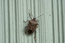 Check spelling or type a new query. It Really Stinks How Do Stink Bugs Get In The House Epm