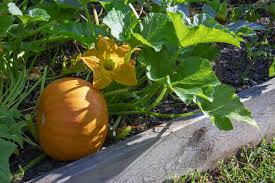 We did not find results for: Planting Pumpkin Seeds How To Grow Pumpkins