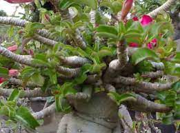 If The Leaves Suddenly Turn Yellow And A Lot Of Ideas Can Can Is A Sign Of Root Rot Adeniu Desert Rose Plant Plant Leaves Turning Yellow Plant Leaves Turning