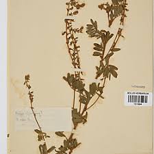 Image result for Tephrosia polystachya