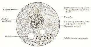 We did not find results for: The Animal Cell Human Anatomy