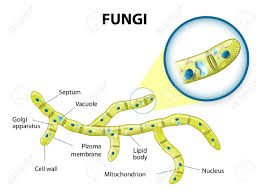 Plant cells cell wall chloroplasts large vacuole fixed shape stores carbohydrates as starch. Typical Fungi Cell Fungal Hyphae Structure Fungi Diagram Illustrating The Ultrastructure Of A Septate Hypha Royalty Free Cliparts Vectors And Stock Illustration Image 36477181