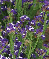 Growing Statice Flowers From Seed Johnny S Selected Seeds Flower Seeds Seeds Plants