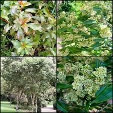 Image result for Heteropyxis natalensis