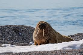 Image result for walrus