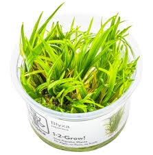 Image result for Blyxa