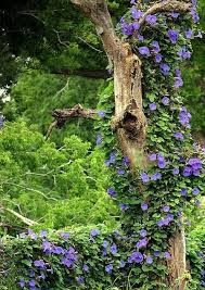 Garden Ivy Amazing Pictures Amazing Travel Pictures With Maps For All Around The World Garden Vines Dream Garden Garden Inspiration