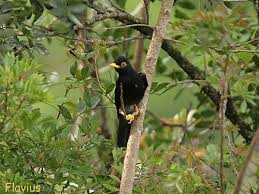 Pictures Of Birds With Their Nests And Names Yellow Legged Weaver Ploceus Flavipes Pet Birds Weavers Birds