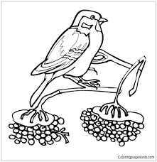 These free arctic animal printables are just right for your winter preschool lessons. Sparrow Bird Winter Animal Coloring Pages Nature Seasons Coloring Pages Coloring Pages For Kids And Adults