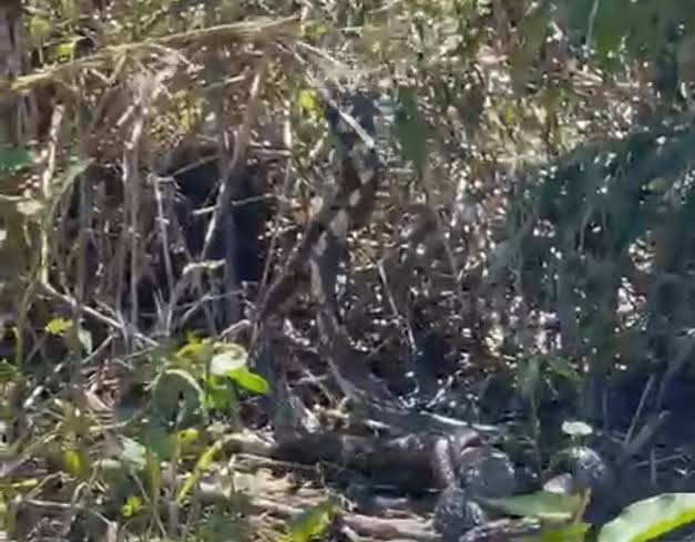 V&Iacute;DEO: cobras 'dan&ccedil;am' durante disputa por f&ecirc;mea e formam 'bolo nupcial' em MT &ndash; agro.mt