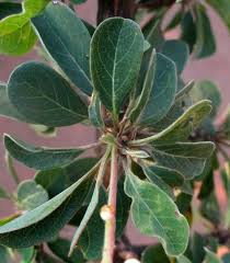 Image result for Terminalia prunioides