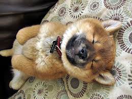 sleepy yoshi shiba inu welpe susse tiere wilde tiere