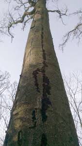Black knot disease is common in chokecherry trees and plum trees. Black Fungus Causing Tree Sickness On Beech Tree Health Care Arbtalk The Social Network For Arborists
