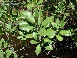Picture taken at and identified by the philadelphia zoo. Plantfiles Pictures Northern Bayberry Morella Pensylvanica By Mgarr