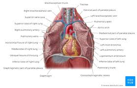 Thorax Anatomy Wall Cavity Organs Neurovasculature Kenhub