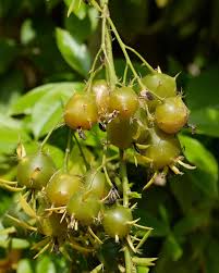 Image result for Pereskia aculeata