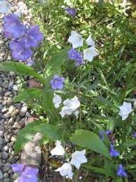 Campanula Edible Bellflowers Campanula Edible Garden Edible