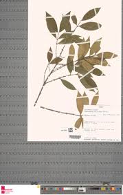 Image result for Aneulophus africanus