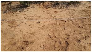 Image result for Schmidtia pappophoroides