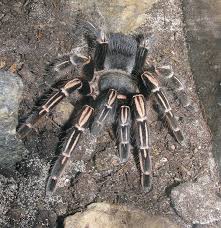 Check spelling or type a new query. Aphonopelma Wikipedia