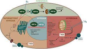What animal cell organelles are represented well in makena?s model. Frontiers Investigating Disturbances Of Oxygen Homeostasis From Cellular Mechanisms To The Clinical Practice Physiology