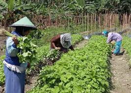 Jul 11, 2021 · bayam adalah sayuran berdaun hijau sangat sehat terkenal dengan sifat antioksidan dan juga mengandung zat besi, protein, vitamin dan mineral. Panduan Lengkap Cara Budidaya Bayam Agar Cepat Panen